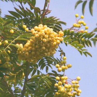 Creamy yellow berries of Sorbus aucuparia Joseph Rock