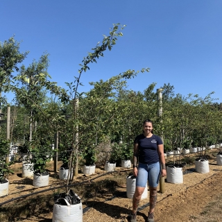 Amelanchier lamarckii multi-stem