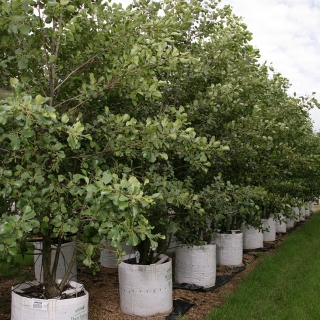 Alnus glutinosa multi-stem