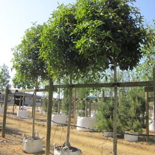 Osmanthus armathus at barcham trees