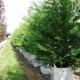 Cupressocyparis leylandii at barcham trees