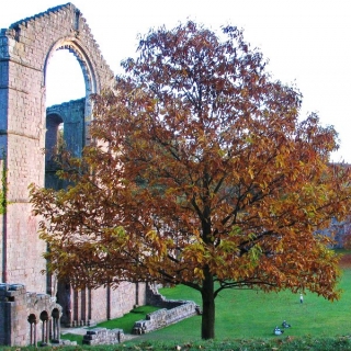 Mature Quercus cerris in autumn