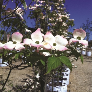 flowers of Cornus kousa Stella Pink at barcham trees