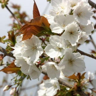 the large white flowers of Prunus Tai Haku