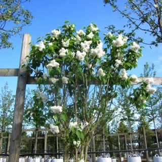 Syringa vulgaris Madame Lemoine