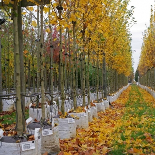 Acer campestre Elsrijk in autumn