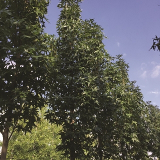 crown shot of Liquidambar styraciflua Slender Silhouette