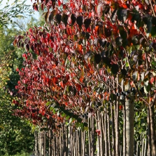 Prunus sargentii at barcham trees in autumn