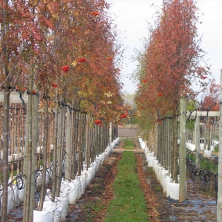 Row of Sorbus aucuparia Edulis displaying autumn colour