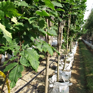 Koelreuteria paniculata Fastigiata foliage