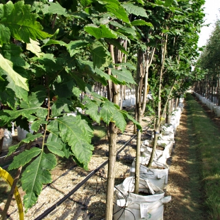 Koelreuteria paniculata Fastigiata foliage