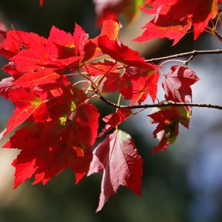 The right red foliage of Acer rubrum