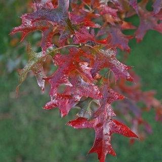 utumn foliage of Quercus coccinea