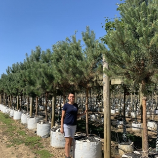 Pinus sylvestris clear stem