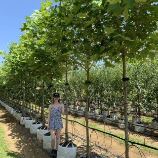 Platanus orientalis Digitata