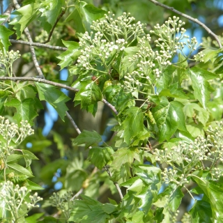 foliage and flower of Sorbus torminalis