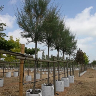 Tamarix gallica on the Barcham Trees nursery