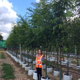 Malus toringo Brouwers Beauty at barcham trees