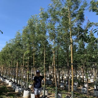 Sorbus commixta Embley