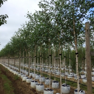 Betula utilis Jacquemontii Snow Queen at Barcham Trees