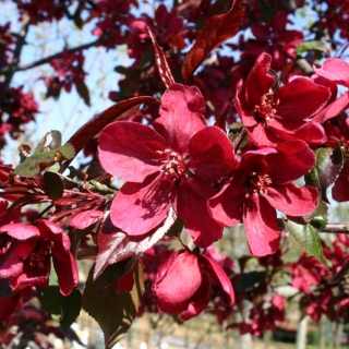 The blossom of Malus Royalty