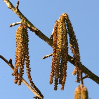 Corylus colurna catkins