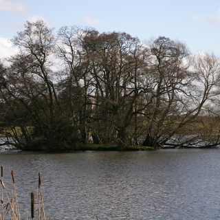 Alnus glutinosa multi-stem