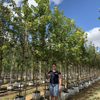 Acer rubrum October Glory