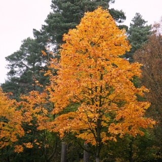 mature Acer plataniodes olmstead in autumn foliage