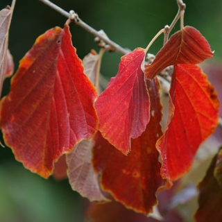 Hamamelis x intermedia Jelena autumn colour