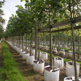 Row of Tilia americana Redmond at Barcham Trees