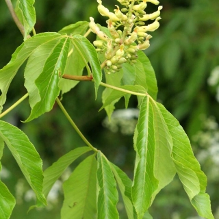 Aesculus flava