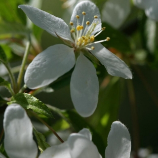 close up of the Malus toringo flower