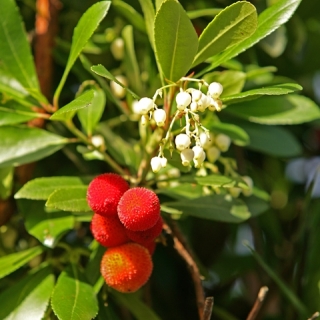 The small fruit of urbutus unedo, these do not taste nice