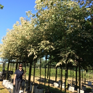 Acer negundo Flamingo at barcham trees