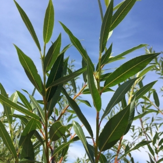 the glossy green foliage of Salix daphnoides multi-stem