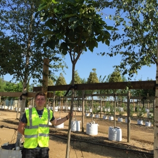 Ficus carica ‘Verdino’ at Barcham Trees