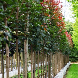 Acer platanoides Fairview on the barcham trees nursery