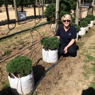 Pinus Mugo Mops at barcham trees