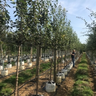 Syringa peking Beijing Gold at barcham trees