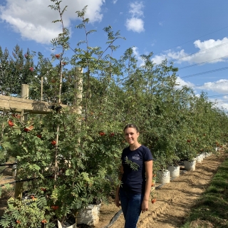 Sorbus aucuparia multi stem