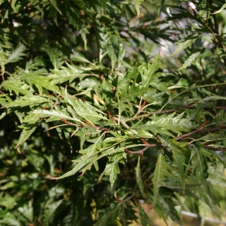 the cut leaf foliage of Fagus sylvatica Asplenifolia
