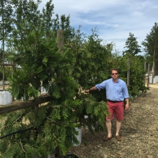 Calocedrus decurrens at Barcham Trees