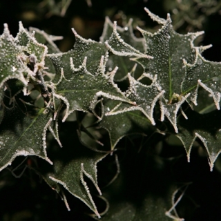 frosted leaves of Ilex aquifolium