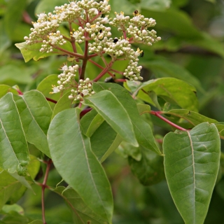 the pretty white flower of euodia hupehensis