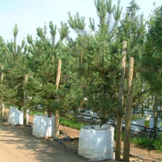 Pinus sylvestris at Barcham Trees