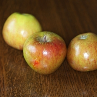 Malus Cox’s Orange Pippin apples