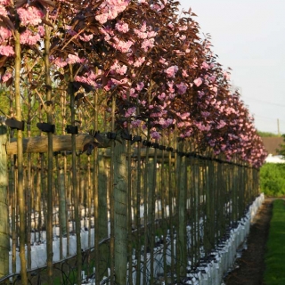 Prunus Royal Burgundy in flower