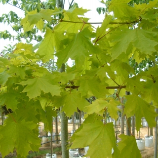 Golden foliage of Acer platanoides Princeton Gold