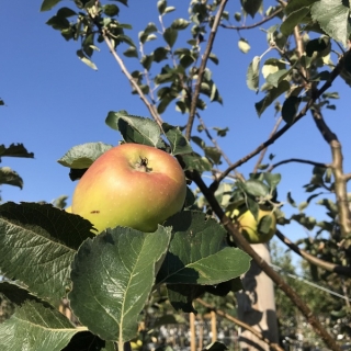 bramley apple